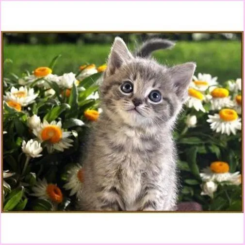 Cute Kitty - Starter Edition