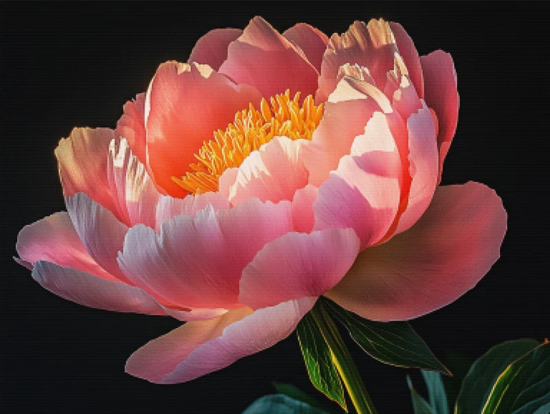 Peony In Golden Light